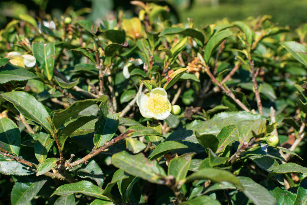 这是一个在茶园上用绿色茶叶拍摄的美丽茶花的特写镜头。图片下载