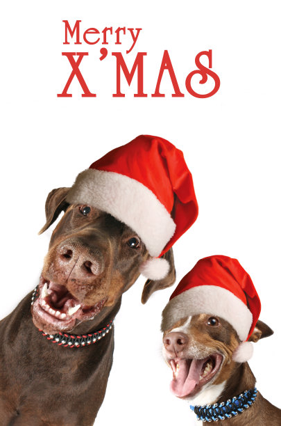 圣诞节的动物卡片图片下载