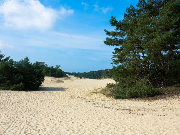 荷兰Veluwe Hulshorsterzand自然保护区全景图片下载