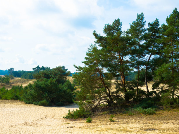 荷兰威鲁威河上的赫尔肖斯特保护区全景 荷兰Gelderland省Veluwe省Hulshorster Zand的松林和沙丘图片下载