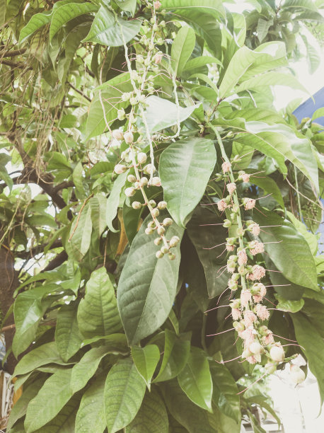 美丽的自然背景。特写热带树枝与树叶和天空。复古和褪色无光风格色彩在彩色照片复制空间。适用于垂直设计，墙纸图片下载