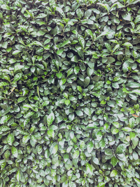 美丽的背景特写，深绿色明亮的阳光树叶。与复制空间理想用于设计或墙纸。故事垂直格式图片下载