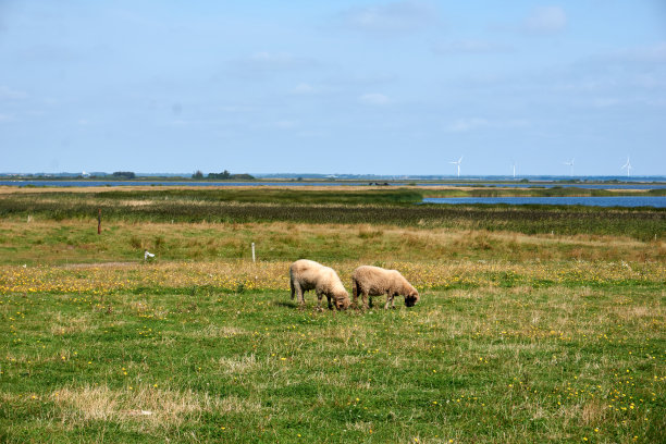 丹麦牧场上的两只绵羊图片下载
