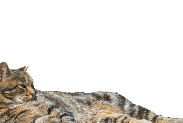 猫躺在白色背景前面图片下载