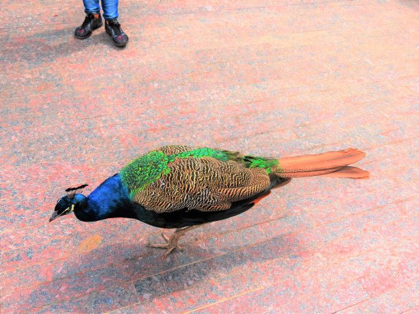 美丽的孔雀。图片下载