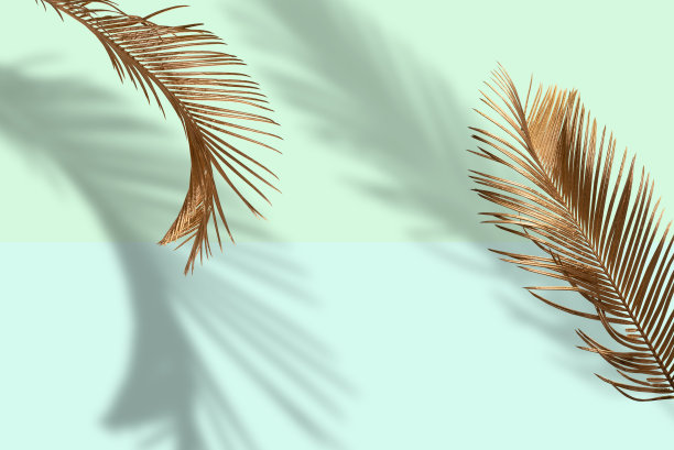 创意布局由金色的棕榈叶在柔和的绿色背景。最小的夏季新奇想法与文本填充复制空间。图片下载