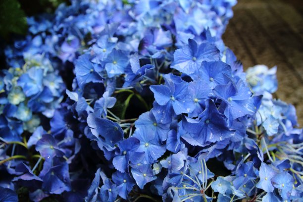 绣球花图片下载