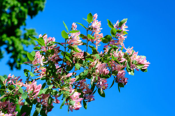 金银花(拉丁名lonicera korolkowii)在阳光明媚的春日花园里开着新鲜的浅粉色小花，枝头长着绿色的叶子图片下载