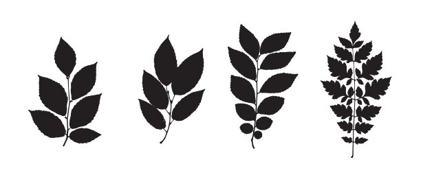 叶子集合。一套树枝，草本和花卉平。黑色和白色的植物。向量轮廓。花园的叶子。图片下载