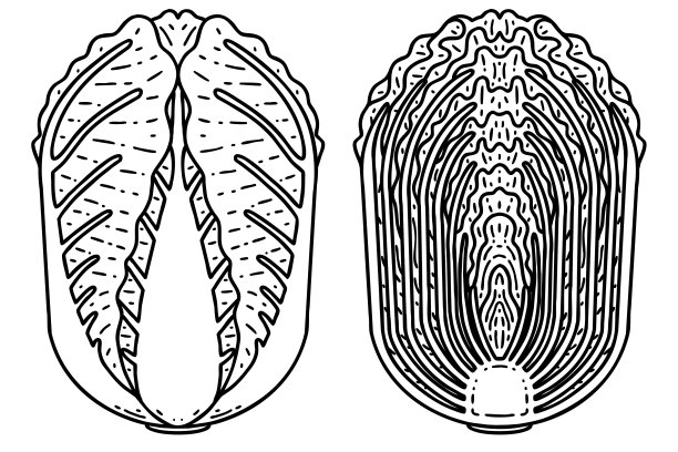 韩国白菜，正面和横截面。韩国白菜，正面和横截面。图片下载