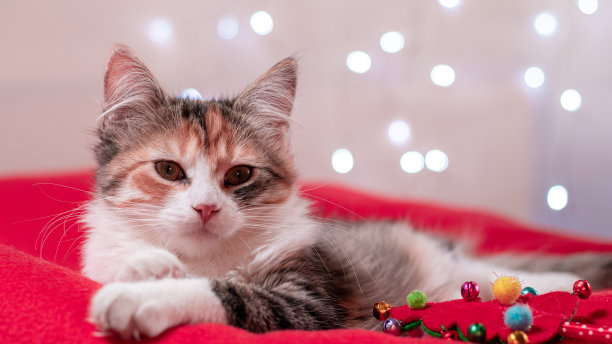 白色圣诞彩灯背景上的猫图片下载