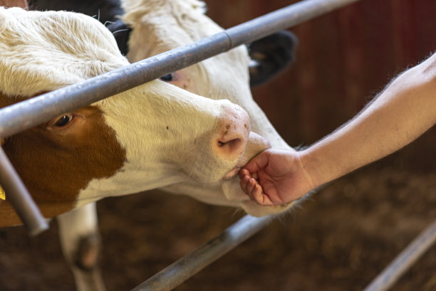 年轻的奶牛舔着一个男人的手图片下载