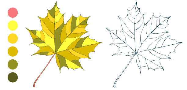 植物槭树秋天叶子孤立在白色背景图片下载