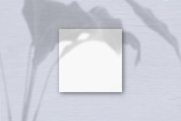 灰色墙壁背景上的白色纹理纸的正方形。模型覆盖与植物阴影。自然光投射外来植物的阴影。平铺，俯视图图片下载