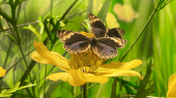 世界各地五颜六色的蝴蝶图片下载