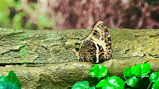 世界各地五颜六色的蝴蝶图片下载