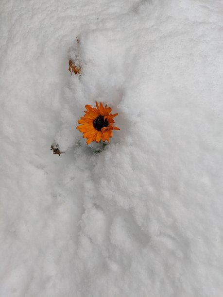 金盏花在雪图片下载