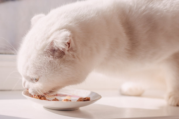 白色的苏格兰折耳猫在白色的窗台上吃盘子里的猫食图片下载