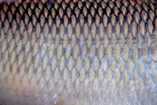 鳞片纹理与自然无缝的普通银碳水化合物图案图片下载