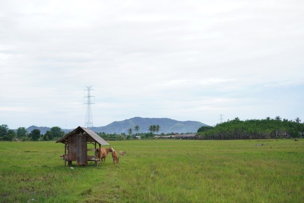 牛在稻田中间图片下载
