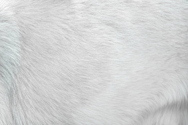 白色灰色毛茸茸的狗纹理与柔软无缝的动物皮肤背景图案图片下载