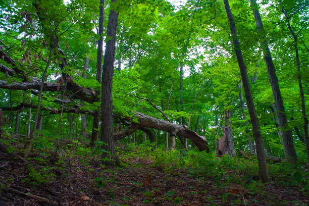 夏日树林里小山上倒下的树图片下载