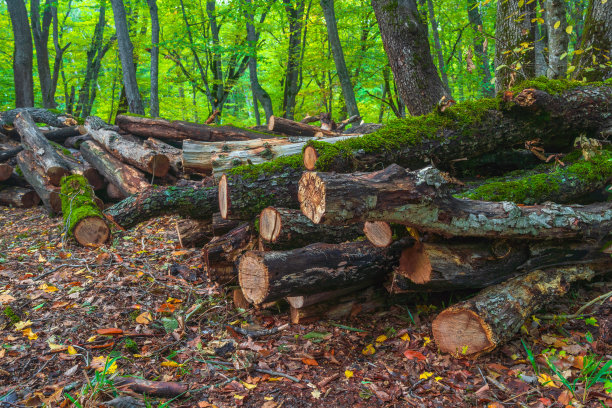 在绿色的森林里锯树图片下载