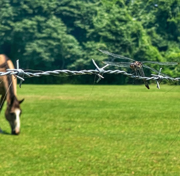 蜻蜓在带刺的铁丝网上图片下载