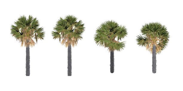 旧的棕榈树图片下载