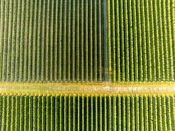 从空中看到的大果园中作为背景或纹理的一排排树木图片下载