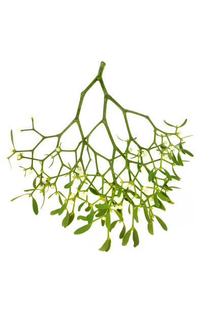 传统的英国槲寄生枝图片下载