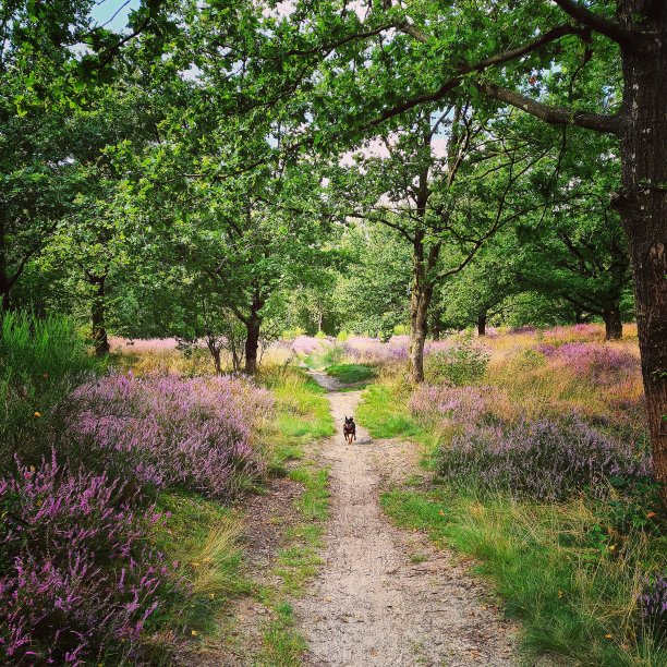 我的莉儿宝贝图片下载