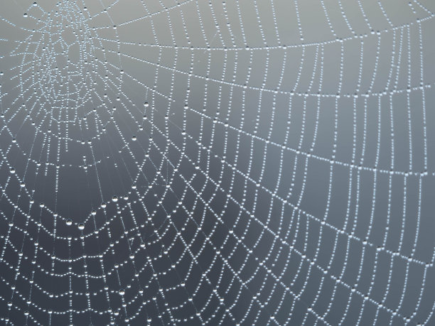 露珠蜘蛛网图片下载