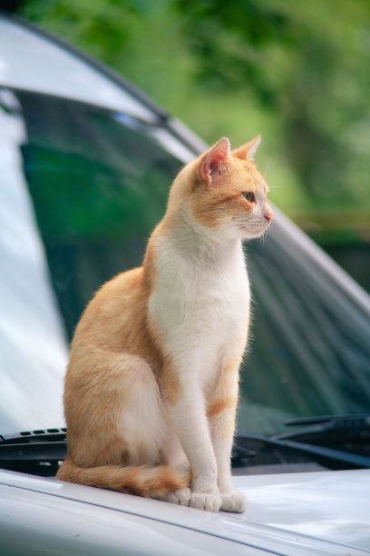 猫坐在一辆白色的汽车上图片下载
