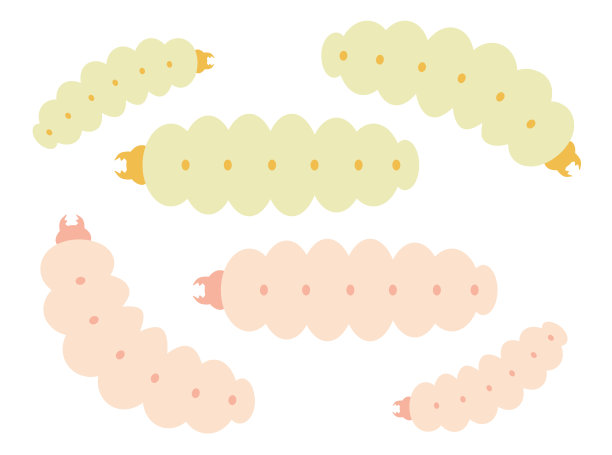 食用天牛幼虫插图图片下载