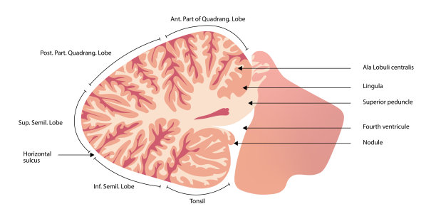 小脑。小脑矢状切面。解剖结构图片下载