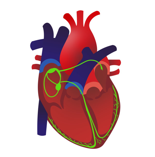心脏电系统结构。心脏横截面电系统解剖学图片下载
