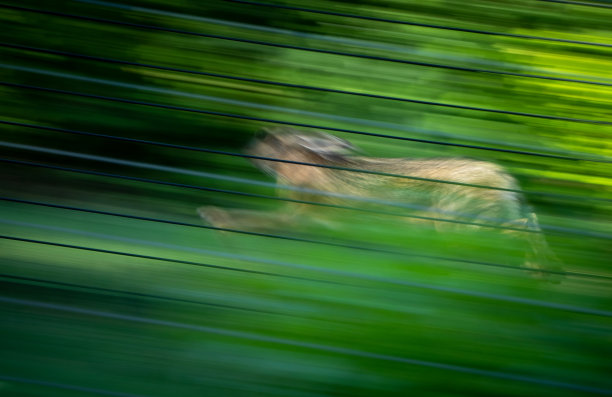 从赛马场逃跑图片下载