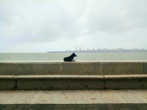 狗在海滨图片下载