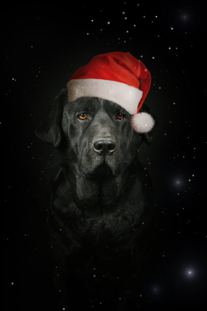 狗的圣诞贺卡图片下载