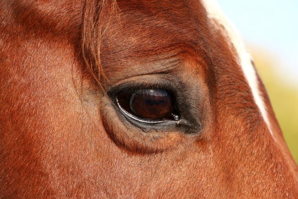 这是一只棕色夸特马的眼睛的特写图片下载