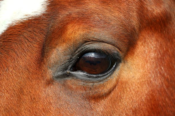 这是一只棕色夸特马的眼睛的特写图片下载