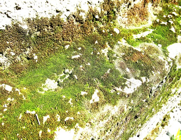 2021年藓图片下载