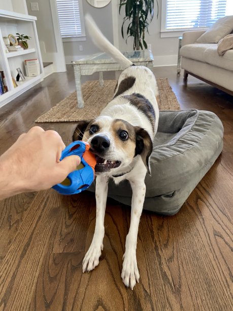 快乐的狗在玩拔河图片下载