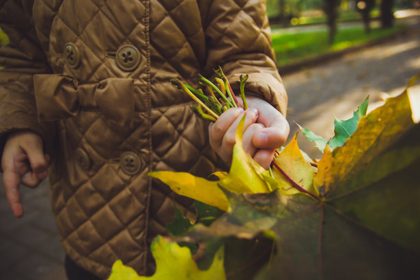 孩子的手与橙色的叶子图片下载