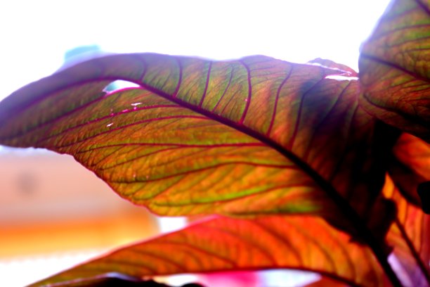 生命周期图片下载