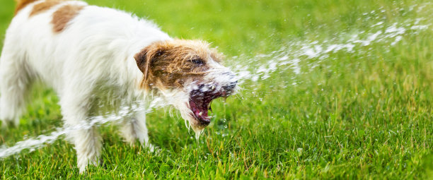 有趣活泼的宠物狗玩耍，在草地上喝水图片下载