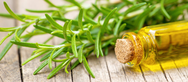 迷迭香药草和油在瓶旗图片下载