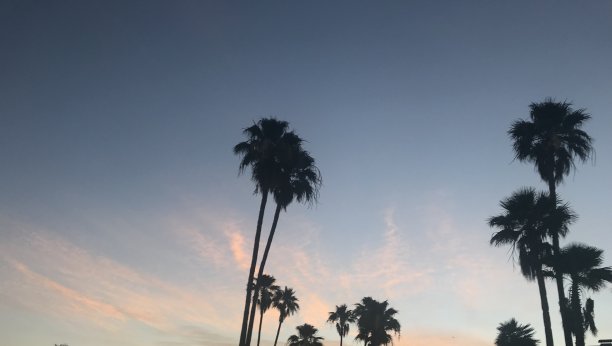 清晨天空中的棕榈树图片下载