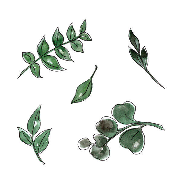 绿色的树枝。水彩和线条艺术手绘花卉插图。孤立在白色背景上。元素设计贺卡，请柬，标志，婚礼设计。图片下载